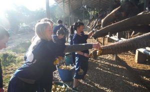 เลี้ยงช้าง ดูแลช้าง Baan Chang Elephant Park