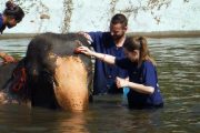 เลี้ยงช้าง ดูแลช้าง Baan Chang Elephant Park