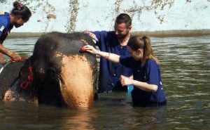 เลี้ยงช้าง ดูแลช้าง Baan Chang Elephant Park