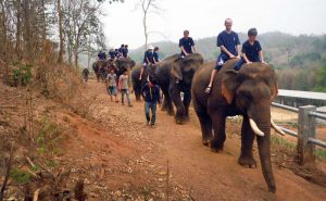 เลี้ยงช้าง ดูแลช้าง Baan Chang Elephant Park