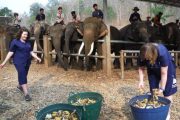 เลี้ยงช้าง ดูแลช้าง Baan Chang Elephant Park