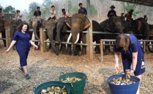 เลี้ยงช้าง ดูแลช้าง Baan Chang Elephant Park