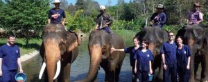 ทัวร์เลี้ยงช้าง ดูแลช้าง Baan Chang Elephant Park