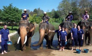 เลี้ยงช้าง ดูแลช้าง Baan Chang Elephant Park