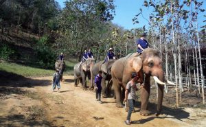 เลี้ยงช้าง ดูแลช้าง Baan Chang Elephant Park