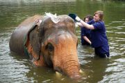 เลี้ยงช้าง ดูแลช้าง Baan Chang Elephant Park