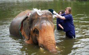 เลี้ยงช้าง ดูแลช้าง Baan Chang Elephant Park