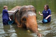 เลี้ยงช้าง ดูแลช้าง Baan Chang Elephant Park