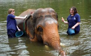 เลี้ยงช้าง ดูแลช้าง Baan Chang Elephant Park