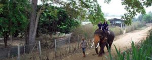 ทัวร์เลี้ยงช้าง ดูแลช้าง Baan Chang Elephant Park