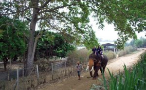 เลี้ยงช้าง ดูแลช้าง Baan Chang Elephant Park