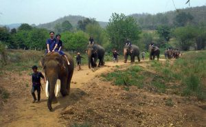 เลี้ยงช้าง ดูแลช้าง Baan Chang Elephant Park