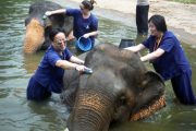 เลี้ยงช้าง ดูแลช้าง Baan Chang Elephant Park