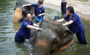 เลี้ยงช้าง ดูแลช้าง Baan Chang Elephant Park