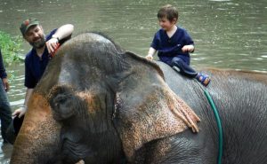 เลี้ยงช้าง ดูแลช้าง Baan Chang Elephant Park