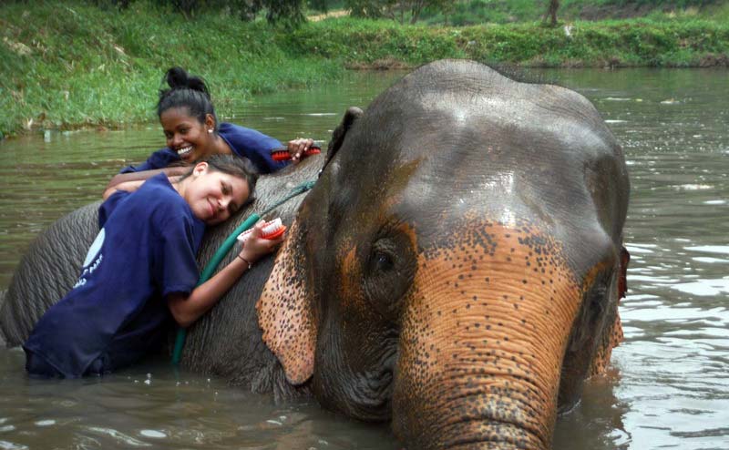 เลี้ยงช้าง ดูแลช้าง Baan Chang Elephant Park