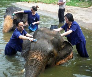 เลี้ยงช้าง ดูแลช้าง Baan Chang Elephant Park