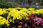 สวนดอกไม้เมืองหนาว พระตำหนักภูพิงค์ doi suthep temple bhubing palace tour