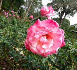 สวนดอกไม้เมืองหนาว พระตำหนักภูพิงค์ doi suthep temple bhubing palace tour