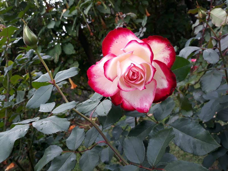 สวนดอกไม้เมืองหนาว พระตำหนักภูพิงค์ doi suthep temple bhubing palace tour