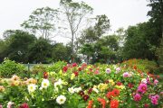 สวนดอกไม้เมืองหนาว พระตำหนักภูพิงค์ doi suthep temple bhubing palace tour