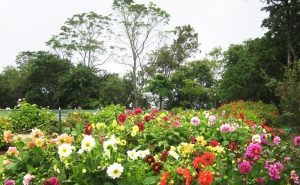 สวนดอกไม้เมืองหนาว พระตำหนักภูพิงค์ doi suthep temple bhubing palace tour