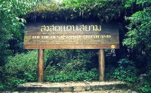 ยอดดอยอินทนนท์ doi inthanon national park chiang mai
