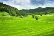 ทุ่งนาขั้นบันได บนดอยอินทนนท์ doi inthanon national park chiang mai