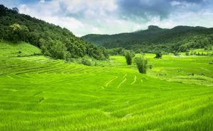 ทุ่งนาขั้นบันได บนดอยอินทนนท์ doi inthanon national park chiang mai