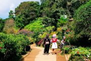 สวนดอกไม้ บ้านม้งดอยปุย doi suthep temple hmong village tour