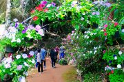 สวนดอกไม้ บ้านม้งดอยปุย doi suthep temple hmong village tour