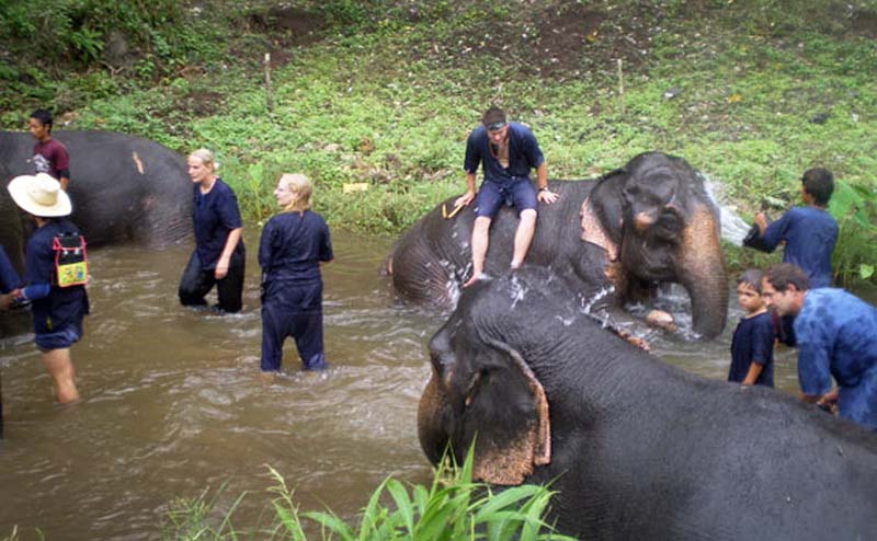 ทัวร์อาบน้ำช้าง Panda Elephant Camp เชียงใหม่ | ราคาพิเศษ จองเลย!【อัพเดท  2022】