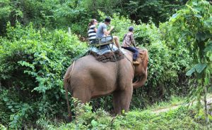 เดินป่า ขี่ช้าง ล่องแก่ง เชียงใหม่