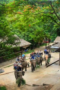 ปางช้างแม่สา เชียงใหม่