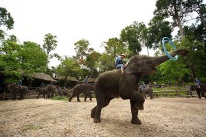 ปางช้างแม่สา เชียงใหม่