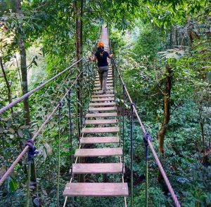 โหนสลิง Flight of the Gibbon แม่กําปอง เชียงใหม่