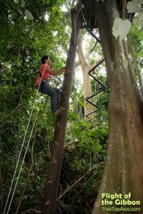 โหนสลิง Flight of the Gibbon แม่กําปอง เชียงใหม่