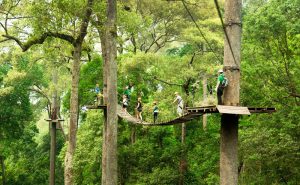 โหนสลิง Jungle Flight ดอยสะเก็ด เชียงใหม่