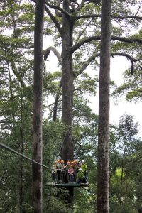 โหนสลิง Jungle Flight ดอยสะเก็ด เชียงใหม่