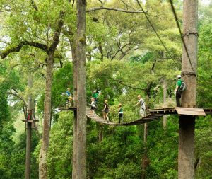 โหนสลิง Jungle Flight ดอยสะเก็ด เชียงใหม่