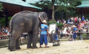 ปางช้างแม่สา เชียงใหม่