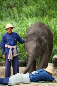 ปางช้างแม่สา เชียงใหม่