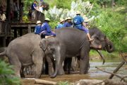 ปางช้างแม่สา เชียงใหม่