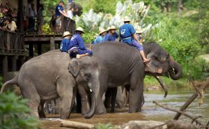 ปางช้างแม่สา เชียงใหม่