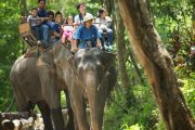 ปางช้างแม่สา เชียงใหม่