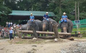 ปางช้างแม่สา เชียงใหม่