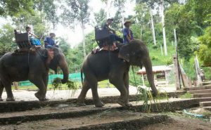 ปางช้างแม่สา เชียงใหม่