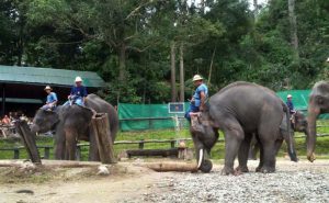 ปางช้างแม่สา เชียงใหม่