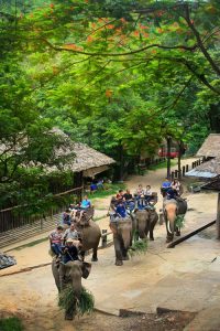 ปางช้างแม่สา เชียงใหม่