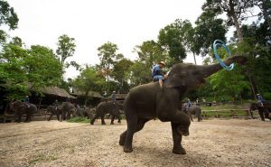 ปางช้างแม่สา เชียงใหม่